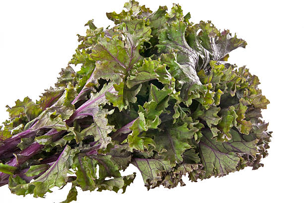 Red Kale stock photo