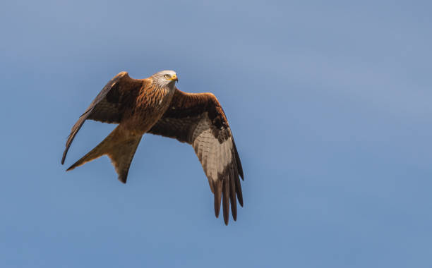 Red Kite flapping it's wings stock photo