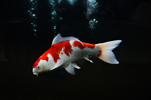 White red koi fish isolated on black background