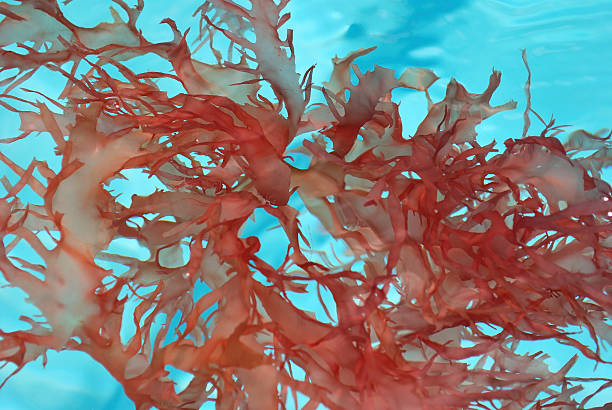 Red Leaf Seaweed Blooms Floating Clear Water Full Frame Background Red seaweed floating in crystal clear water. seaweed stock pictures, royalty-free photos & images