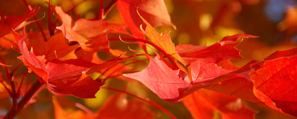 Red Leaves in Fall stock photo