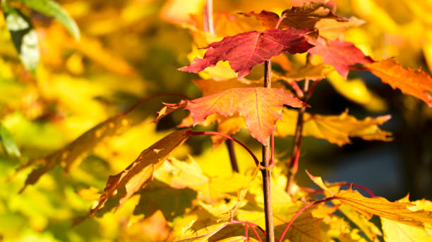Red Leaves in Peaceful Autumn in the Front of the Yellow Leaves (Close-up) stock photo