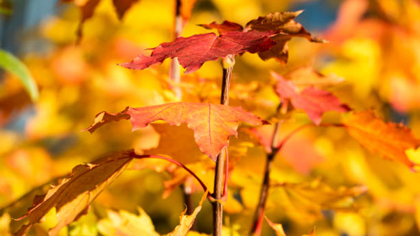 Red Leaves in Peaceful Autumn in the Front of the Yellow Leaves (Extreme Close-up) stock photo