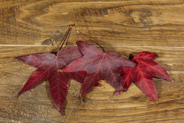 red leaves on wooden table. stock photo
