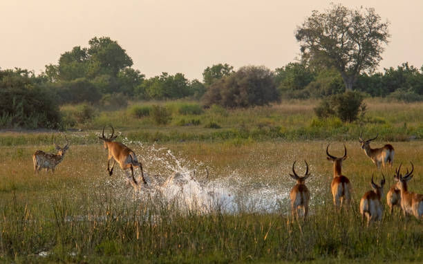 Red Lechwe Scenic Taken in the Okavango Delta southern africa stock pictures, royalty-free photos & images