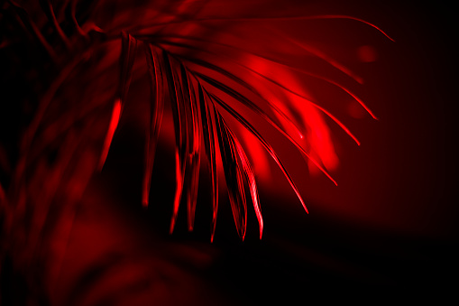 Photo of a plant covered with red light