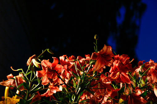 Red lily flowers silhouette in the night. Dark bush of pink decorative lily flowers. Beautiful Lily flower on black dark background. Lilium longiflorum in the garden.
