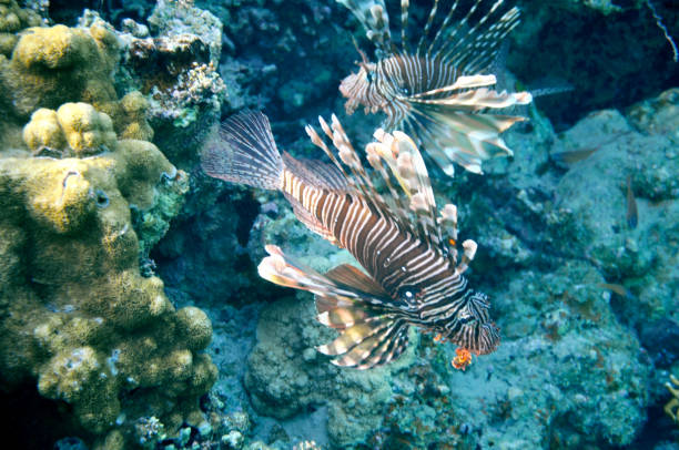 Red lionfishes stock photo