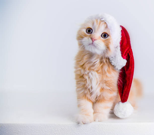 rode kleine kat dragen santa's hoed - christmas cat stockfoto's en -beelden