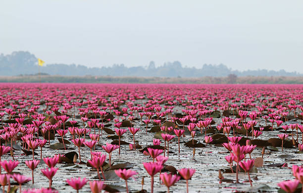 Red lotus at Kumphawapi in Udon Thani, amazing Thailand. stock photo