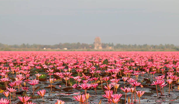 Red lotus at Kumphawapi,Udon Thani, amazing Thailand. stock photo