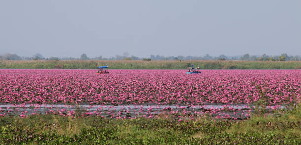 Red lotus in the morning at Udon Thani, amazing Thailand. stock photo