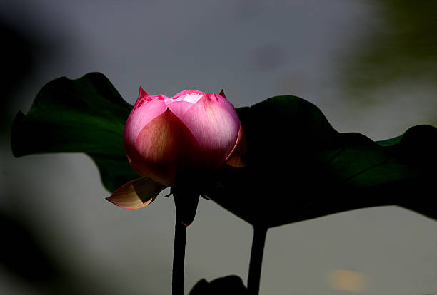red lotus stock photo