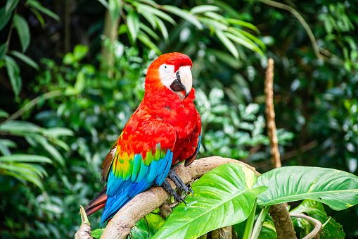 This is a parrot locally called “guacamayo”. It is from the amazon rainforest.