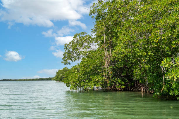 Red Mangrove Forest in Zaza River, Cuba stock photo