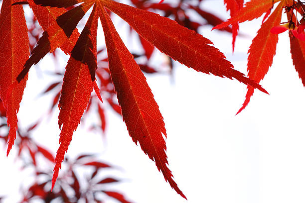 Red Maple Leaves stock photo