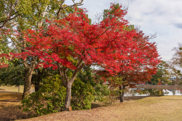 Red maple tree in Nara, Japan. Autumn season background stock photo