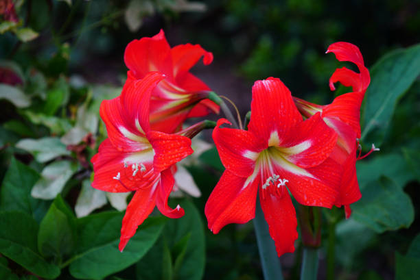 Red Minerva Amaryllis flowers stock photo