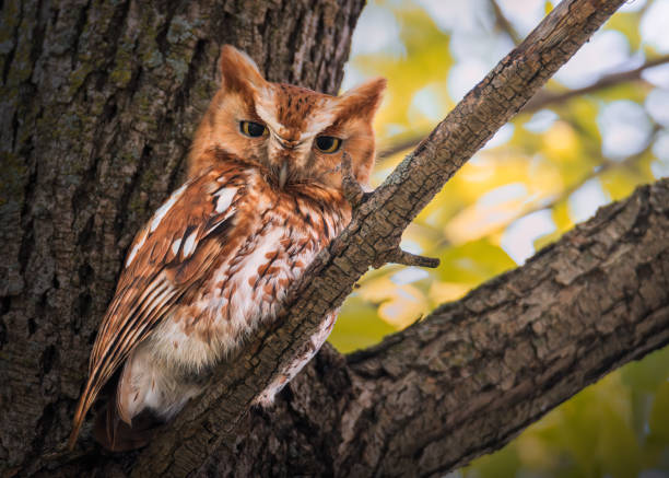 red morph screech owl on a branch stock photo