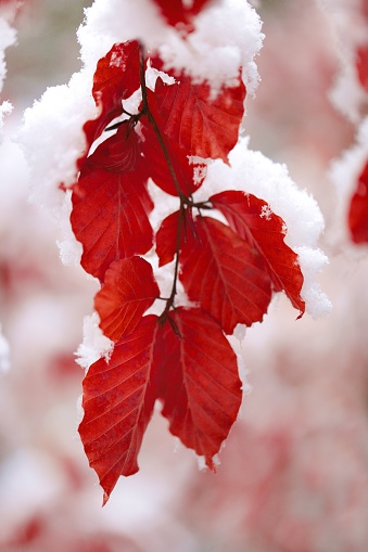 Red oak leaves under snow. Winter natural background.November and December. Late Autumn. Winter time. Winter forest.