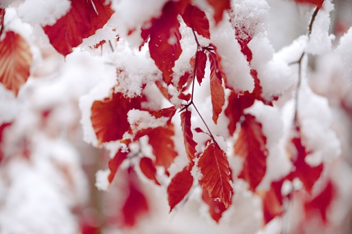 Red oak leaves under white snow. Winter natural background.November and December. Late Autumn. Winter time. Winter forest.