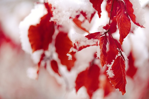 Red oak leaves under white snow. Winter natural background.November and December. Late Autumn. Winter time.