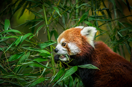 Red panda in the forest eating bamboo leaves.