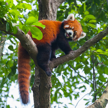 Cute red panda bear climbing tree