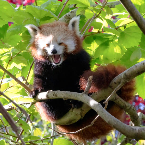 A Red Panda Laughs from a Branch in a Tree Of Green Leaves stock photo