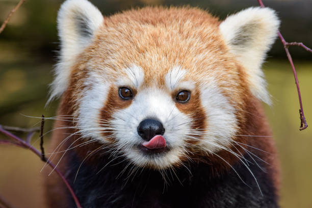 Red panda licking its mouth stock photo