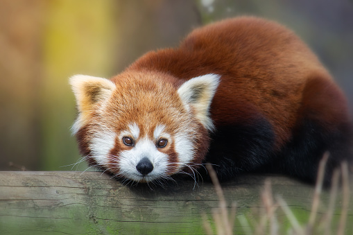 Cute red panda on a log.