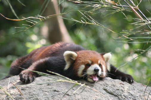 A Styan’s red panda lying on rock in a hot summer day.