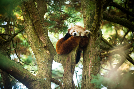 A Red Panda asleep in a tree.