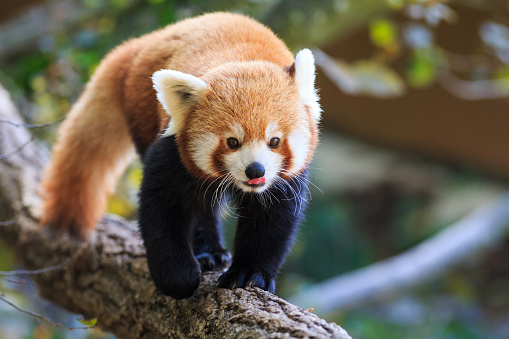 A red panda (Ailurus fulgens)