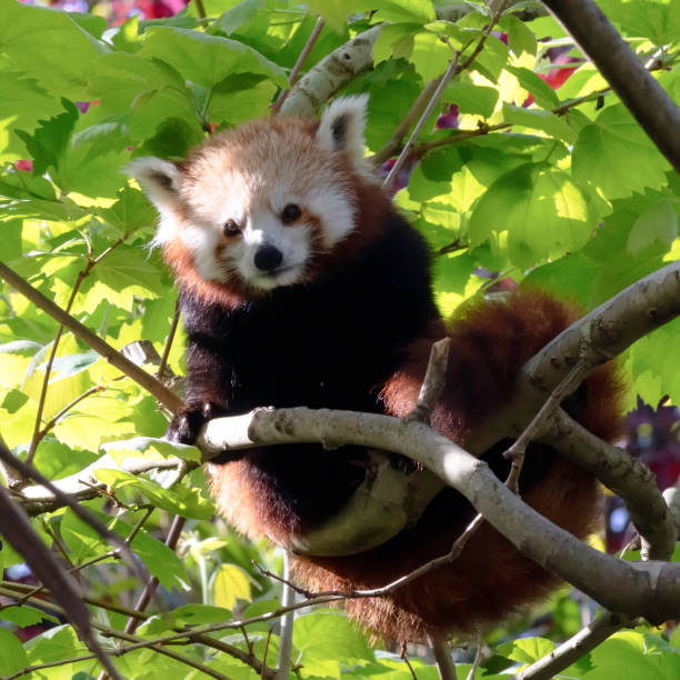 A Red Panda Sits On A Branch in a Tree Of Green Leaves stock photo