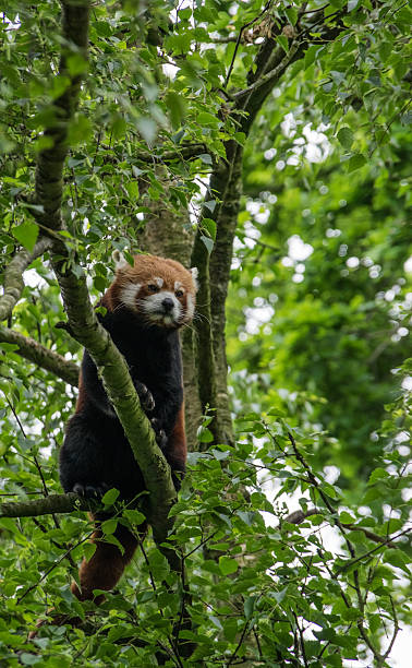 Red Panda sitting alone in a tree stock photo
