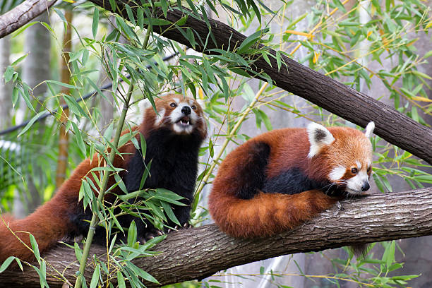 Red pandas in trees stock photo