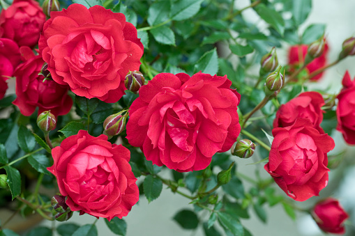 Red patio rose - Raspberry Royale in flower in summer, United Kingdom