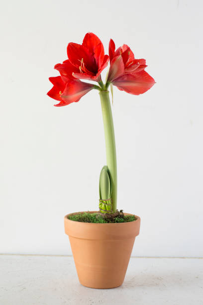 paon rouge amaryllis en pot - amaryllis photos et images de collection