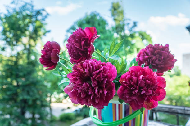 Red peonie flowers against natural blue and green background. stock photo