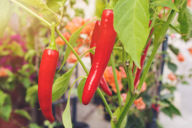 Red pepper Chili Pepper, Vegetable, Vegetable Garden, Food, Agricultural Field cayenne pepper stock pictures, royalty-free photos & images