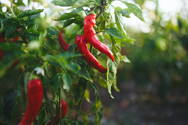 Red pepper Spicy and hot flaming red chilli growing in an organic vegetable garden. chili pepper stock pictures, royalty-free photos & images