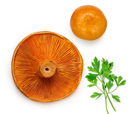Red pine mushrooms  with parsley leaf  isolated  on white background. View from above. .  Flat lay.