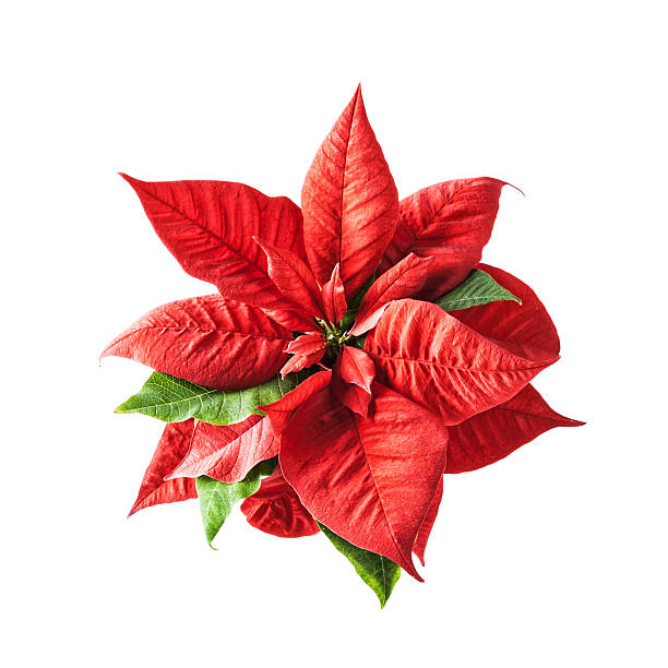 Royalty Free Poinsettia Pictures, Images and Stock Photos - iStock