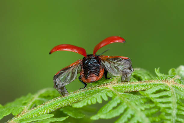 Red poplar leaf beetle (Chrysomela populi) stock photo