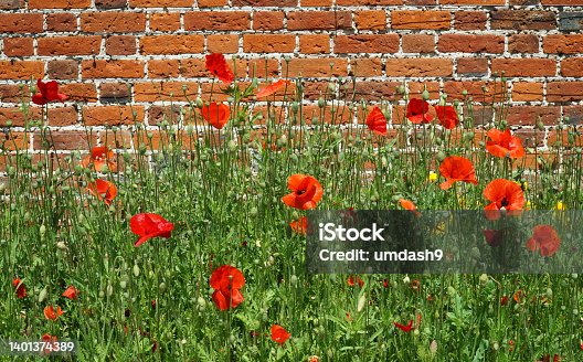 istock Red Poppies against old brick  wall on a sunny day. 1401374389