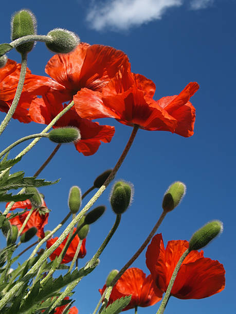 Red Poppies Blooming in May, Viewed from Below stock photo