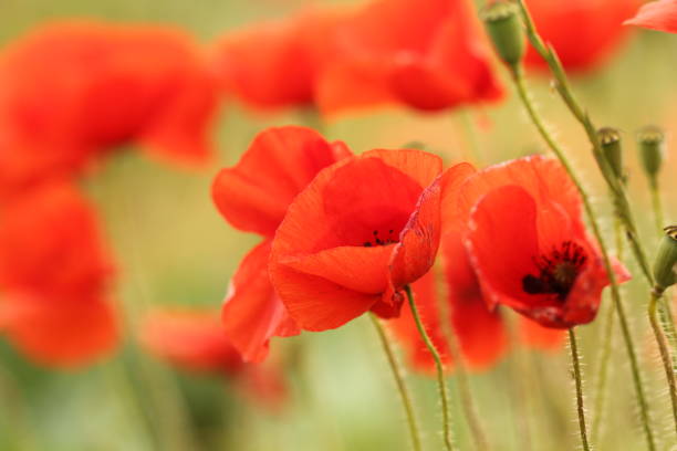 Red poppies in field of wheat Beautiful red poppies with out of focus background in agricultural field memorial day background stock pictures, royalty-free photos & images