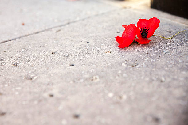 Red poppy flowers laying on a concrete sidewalk  stock photo