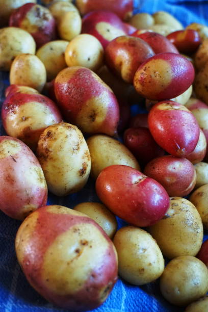 Red Potatoes stock photo